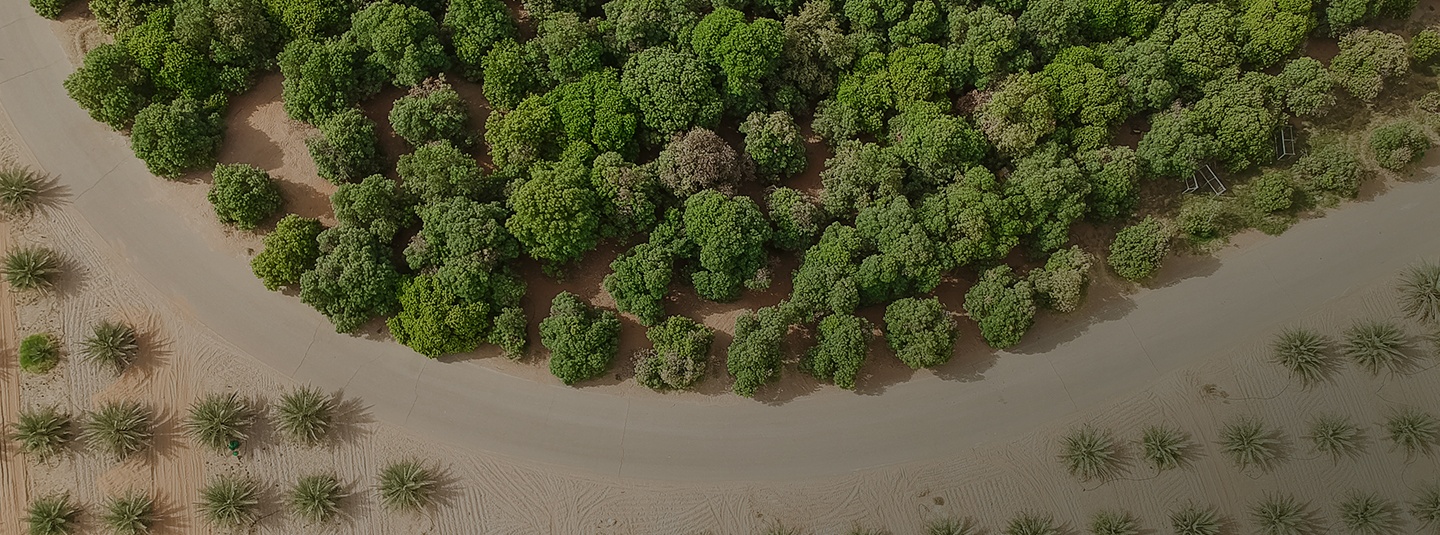 scenery of a green desert 